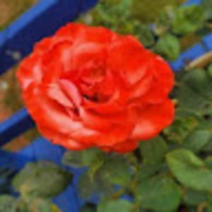 Meet your Posher, Taryn